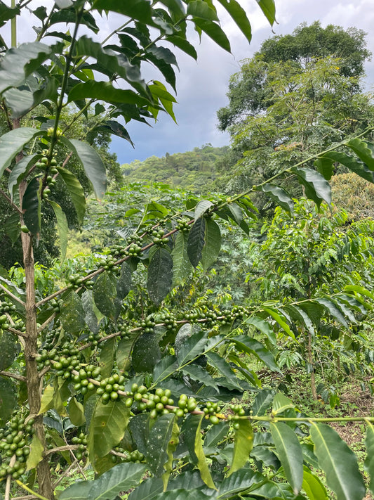 Café Mexicano: Más Allá de los Grandes Productores, Las Joyas Ocultas de la Producción Cafetalera