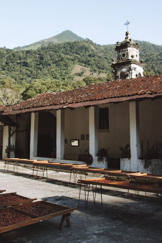 Del Campo a la Taza: La Importancia de Contectar con los Productores de Café Mexicanos