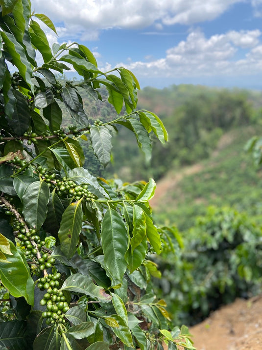 CUMBÉ Coffee Roasters, photo 5